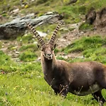 Panoramarestaurant Kaiser Franz-josefs-hoehe 3* היליגנבלוט