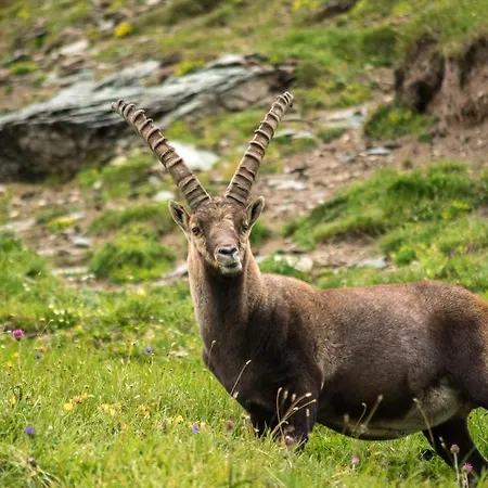 Panoramarestaurant Kaiser Franz-josefs-hoehe 3* היליגנבלוט