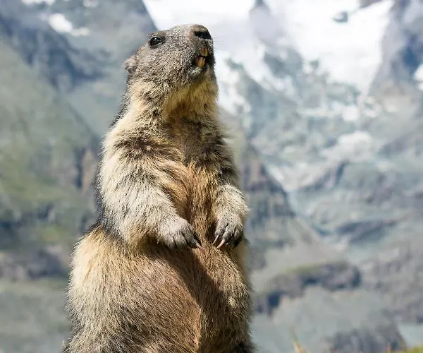 Panoramarestaurant Kaiser Franz-josefs-hoehe