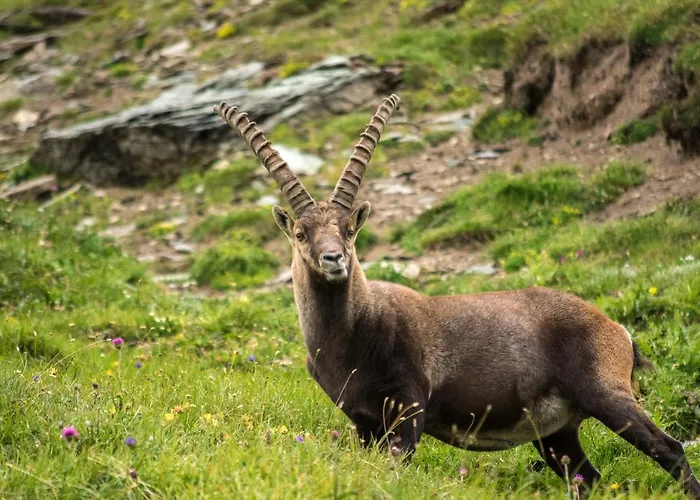 Panoramarestaurant Kaiser Franz-josefs-hoehe 3* Heiligenblut